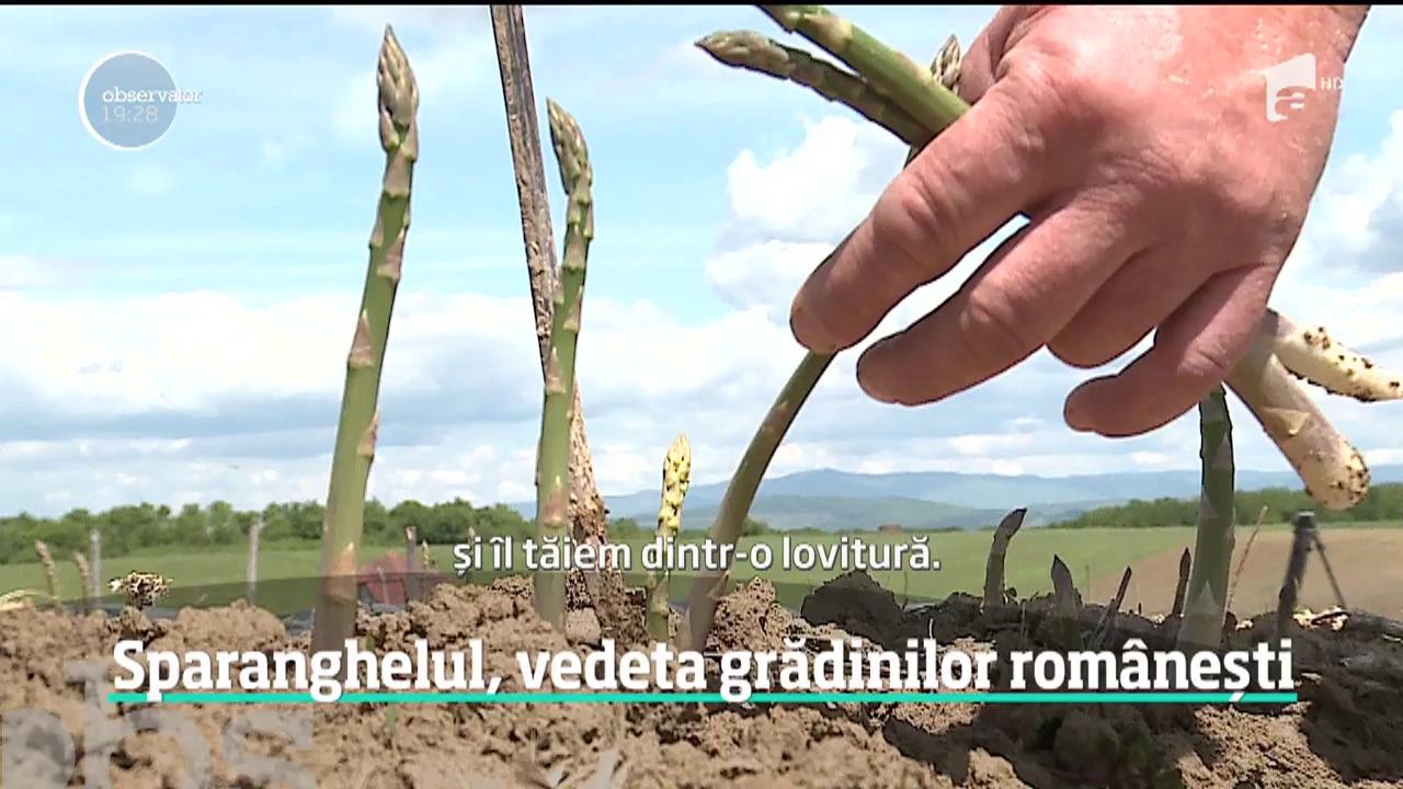 Sparanghelul, vedeta grădinilor rom&acirc;nești. Fermierii au &icirc;nceput să &icirc;l cultive pentru prima oară &icirc;n Rom&acirc;nia