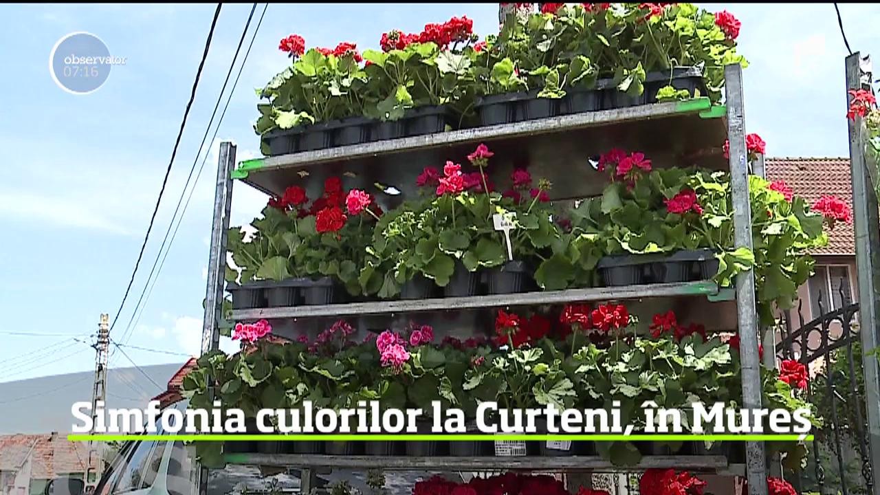 A fost zi de sărbătoare la Curteni, &icirc;n Mureş. Florile au fost &icirc;n centrul atenţiei