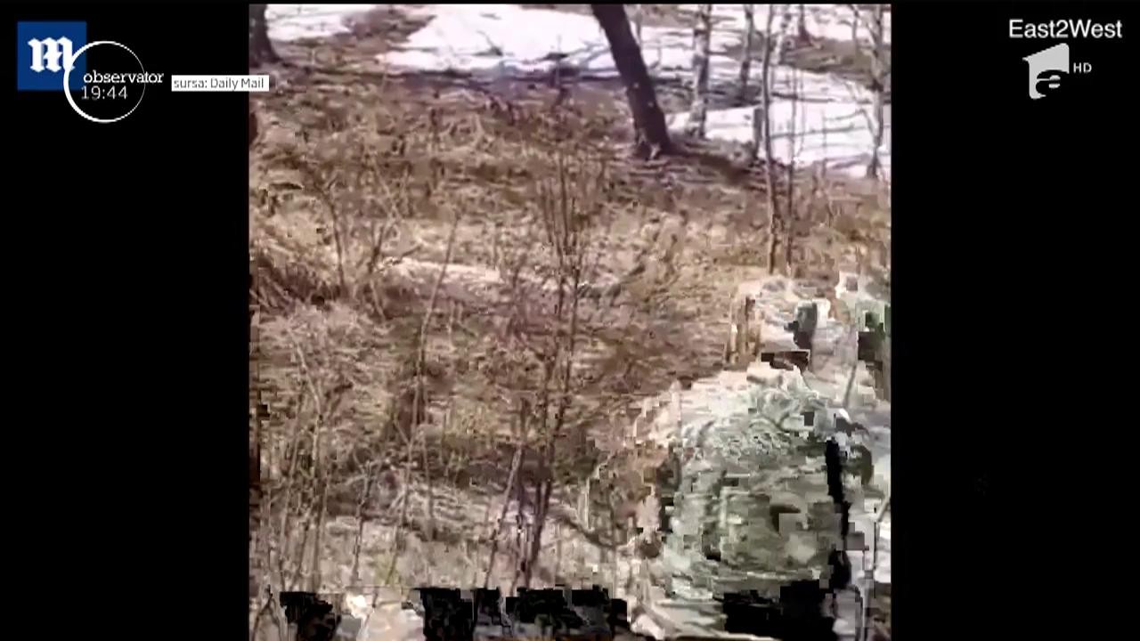 Imagini virale. V&acirc;nători prădați de urs chiar &icirc;n timp ce aceştia &icirc;şi curăţau armele