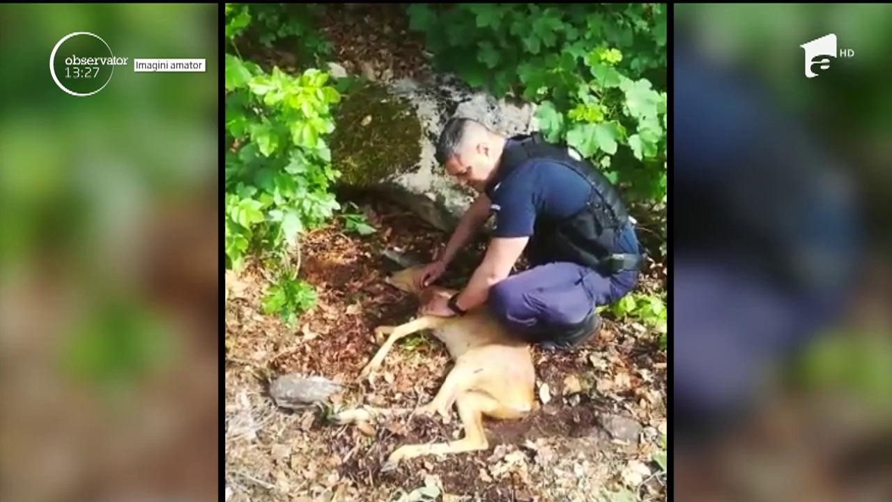 Poveste cu final fericit, &icirc;n apropiere de Băile Herculane. Un pui de căprioară lovit de o maşină a fost salvat de jandarmi şi de medicii veterinari