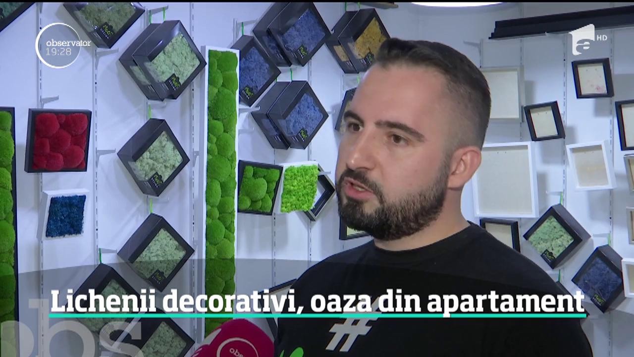 Lichenii decorativi care rezistă și c&acirc;țiva ani, oaza din apartament