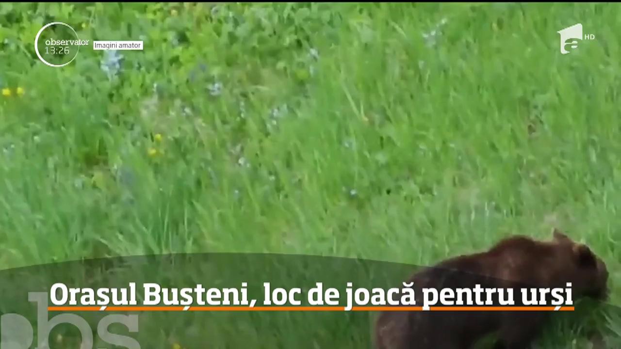 Buşteni a devenit staţiunea urşilor &icirc;n ultima perioadă