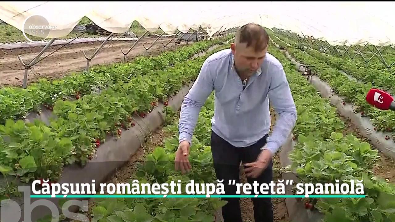 Căpșuni rom&acirc;nești după rețetă spaniolă. Povestea a doi tineri rom&acirc;ni care s-au &icirc;ndrăgostit la o fermă de căpşuni din Spania