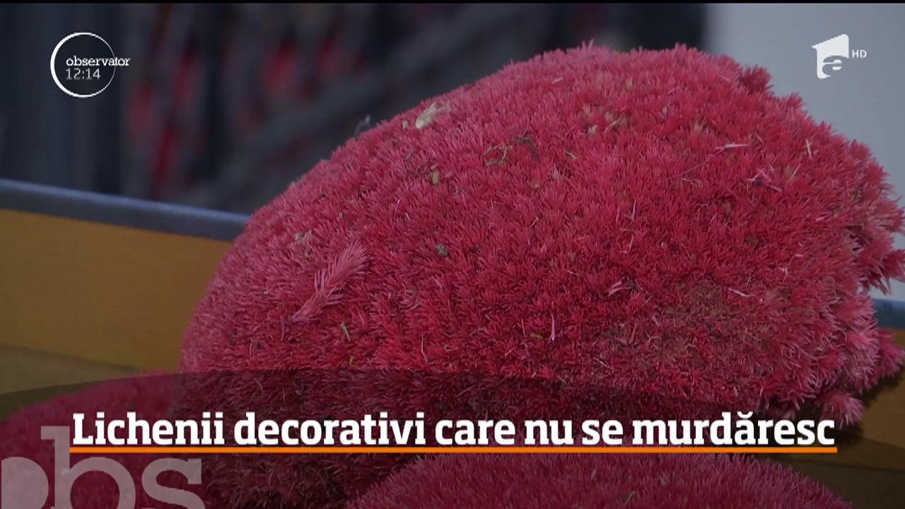 Moda plantelor stabilizate c&acirc;ştigă teren &icirc;n Rom&acirc;nia. Pereții &icirc;nverziți, un mediu mai prietenos