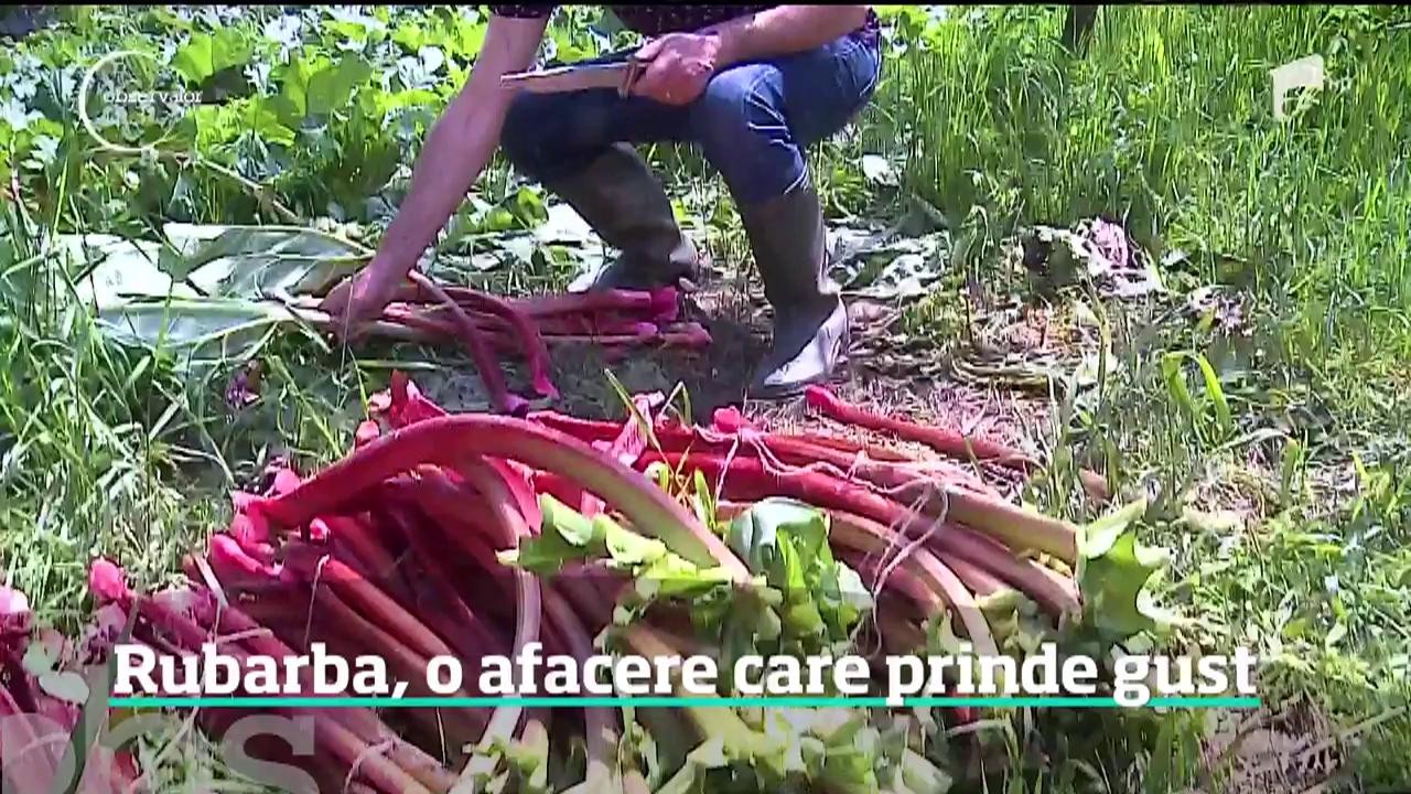 Rubarba, o afacere profitabilă. Cine investeşte &icirc;n această plantă poate c&acirc;ştiga de zece ori mai mult
