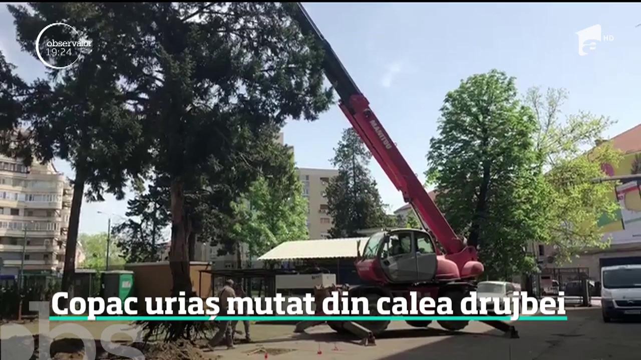 Povestea celui mai norocos arbore din Rom&acirc;nia. Cum a fost mutat din calea drujbei un copac de şase tone