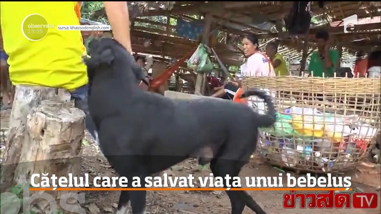 Un c&acirc;ine din Thailanda i-a salvat viaţa unui bebeluş abia născut