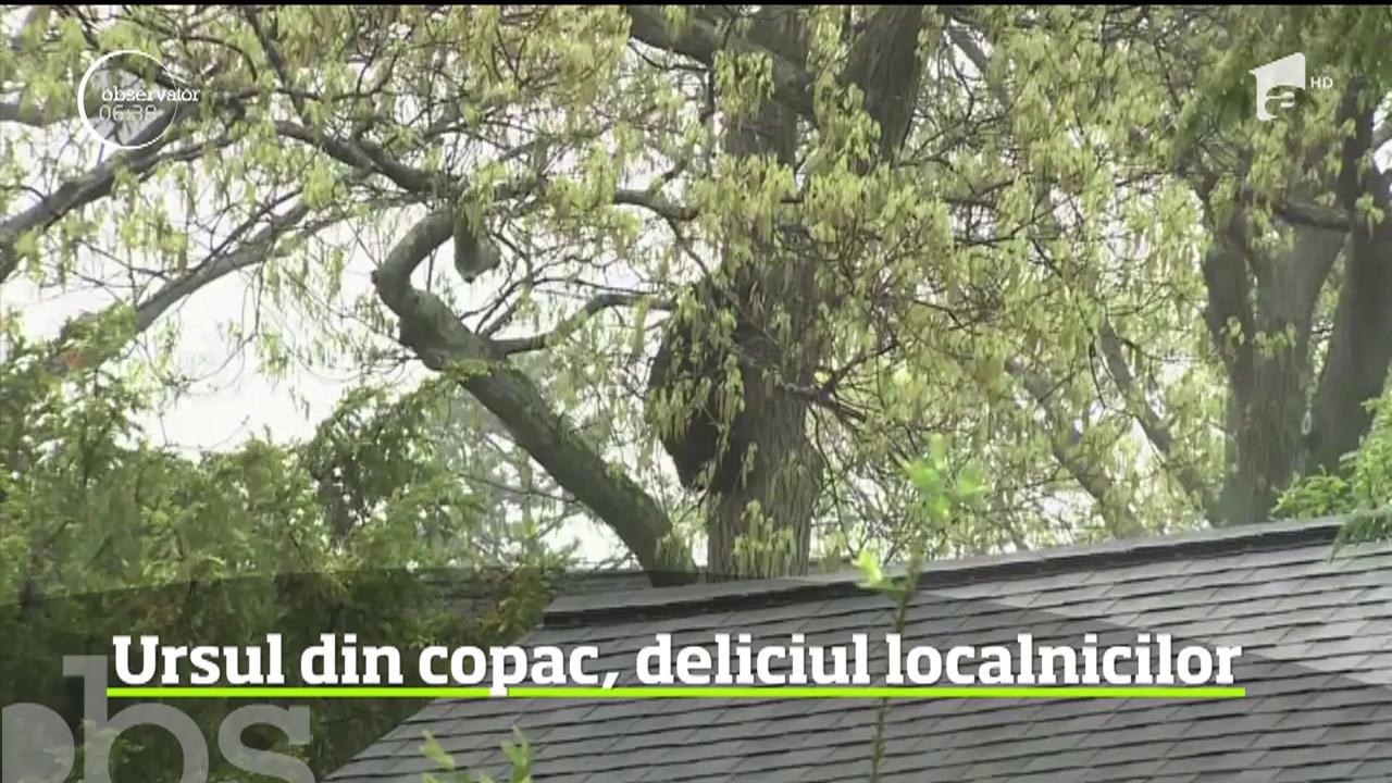 Ursul din copac, deliciul localnicilor dintr-un cartier din estul Statelor Unite
