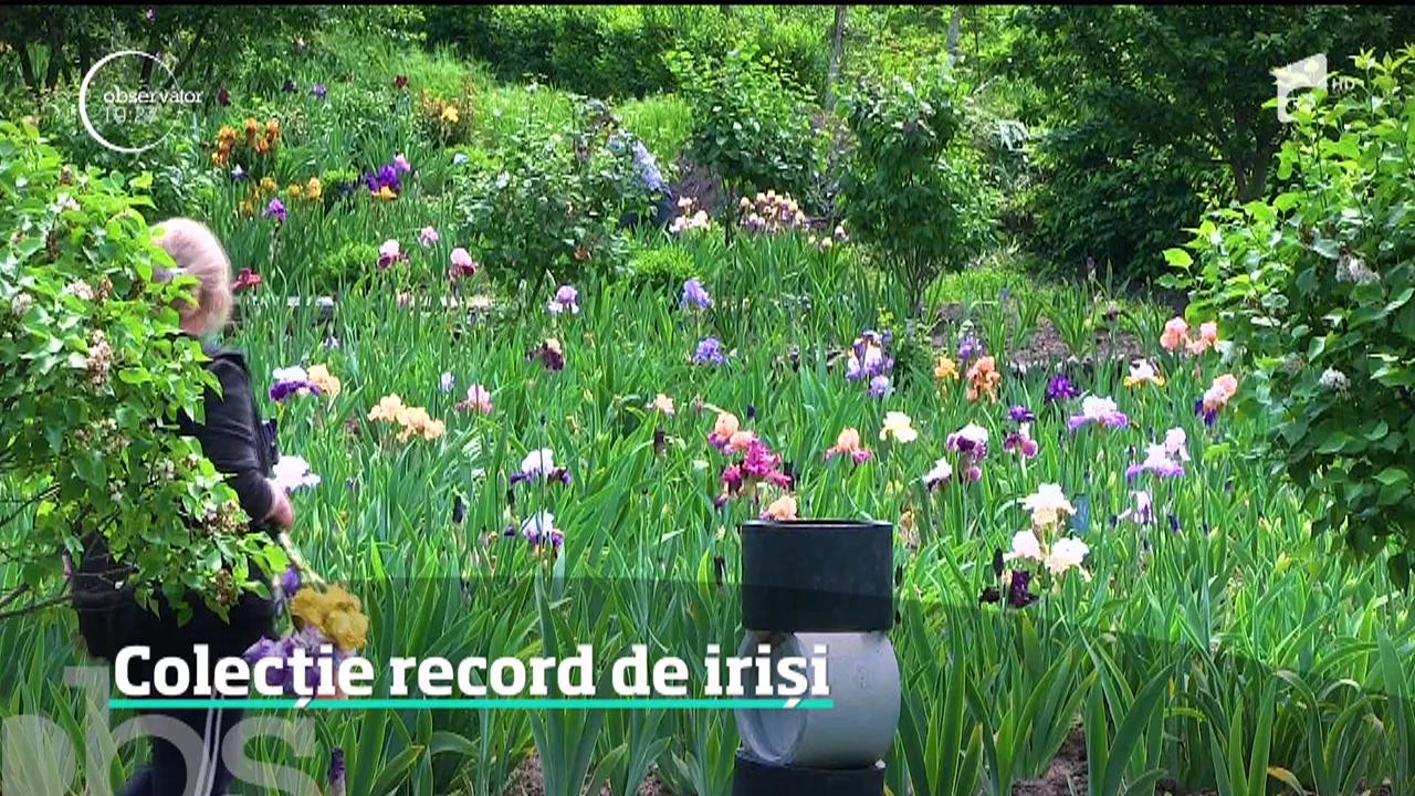 Colecție record de iriși &icirc;n curtea unui horticultor din Vaslui