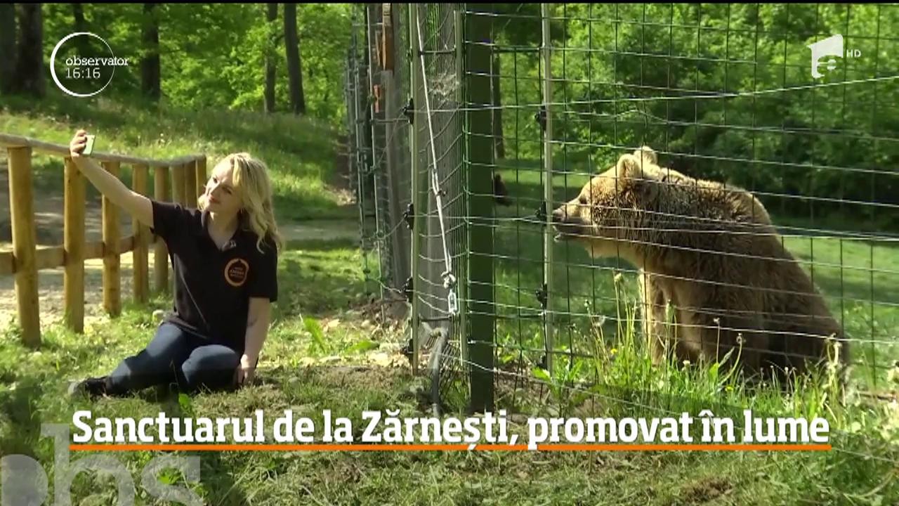 Rom&acirc;nia este promovată &icirc;n toată lumea de o actriţă de la Hollywood! T&acirc;năra a făcut o pasiune pentru urşii din Sanctuarul de la Zărneşti