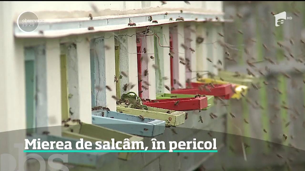 Din cauza ploilor, albinele nu mai zboară din floare-n floare să culeagă nectarul parfumat, iar asta &icirc;nseamnă că vom duce lipsa mierii de salc&acirc;m