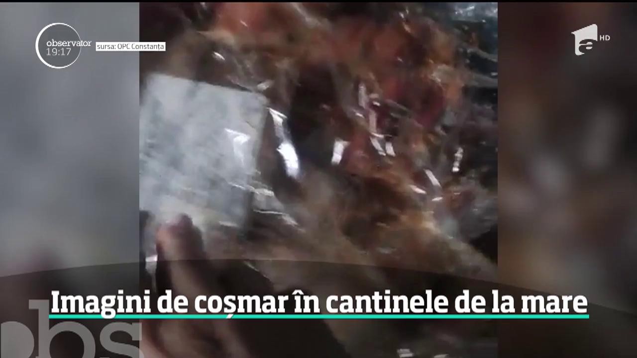 Inspectorii OPC din Constanţa au găsit imagini de coşmar &icirc;n bucătăriile unor localuri din porturile Constanţa şi Agigea