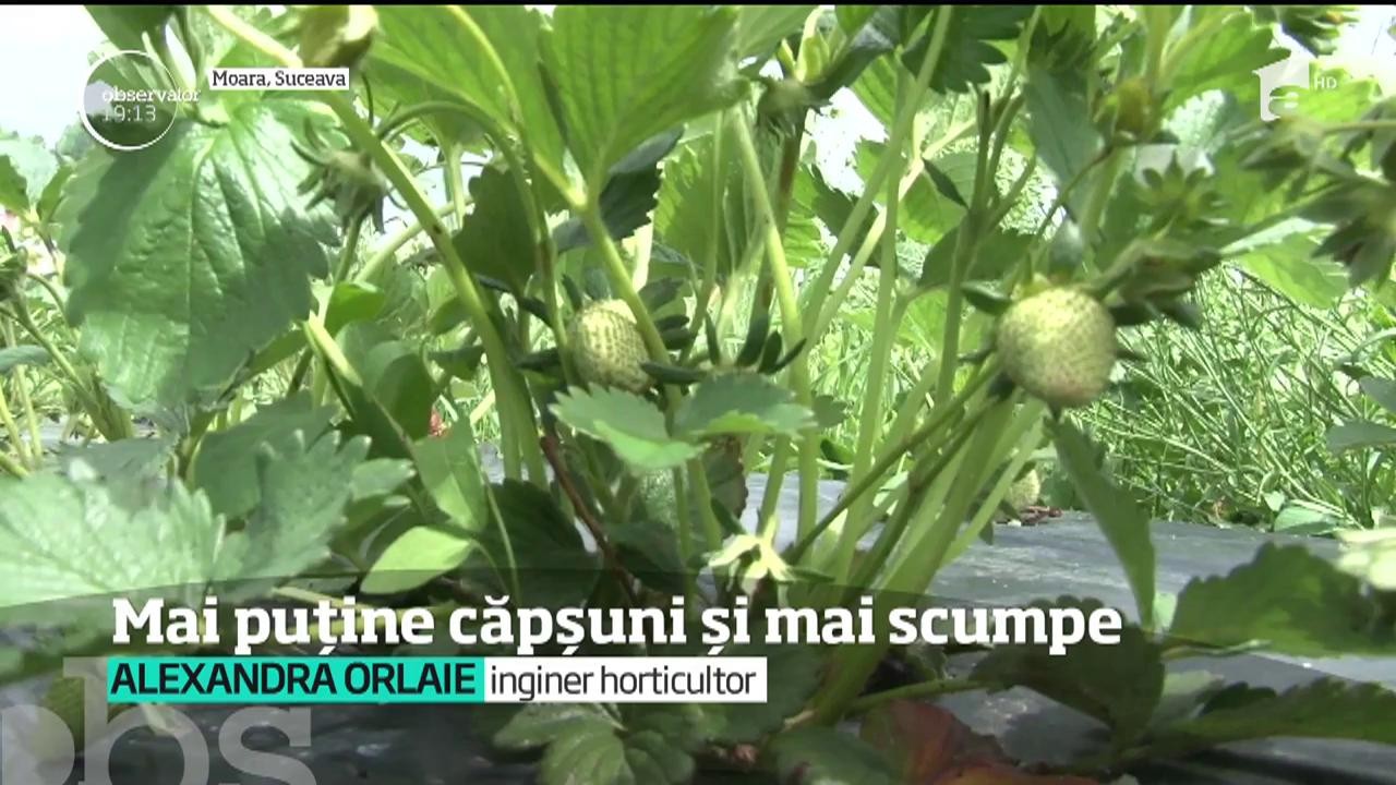 Căpşunile rom&acirc;neşti sunt scumpe la vedere &icirc;n acest an! Din cauza ploilor &icirc;n exces, fructele se strică &icirc;nainte să fie culese