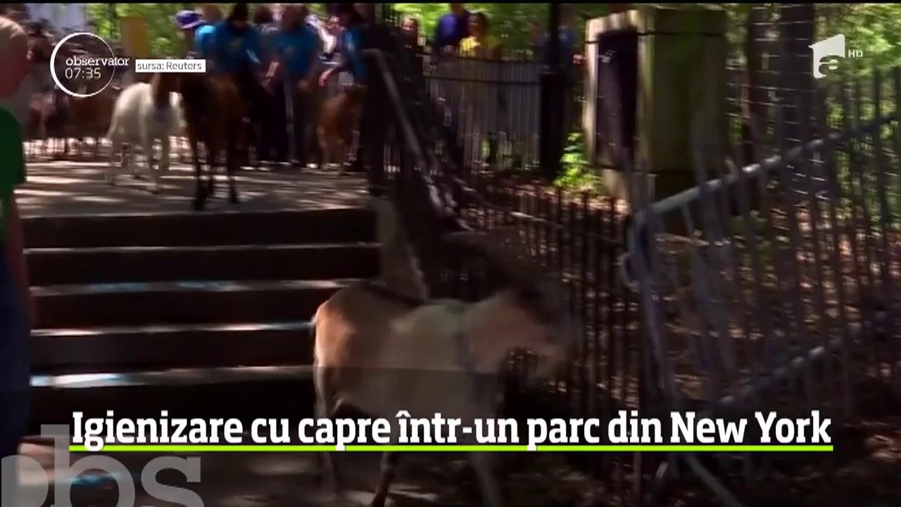 Autorităţile din New York au apelat la o soluţie inedită pentru a scăpa de buruieni. Nu mai puţin de. 24 de capre a fost aduse la păscut &icirc;n parcul Riverside din Manhattan