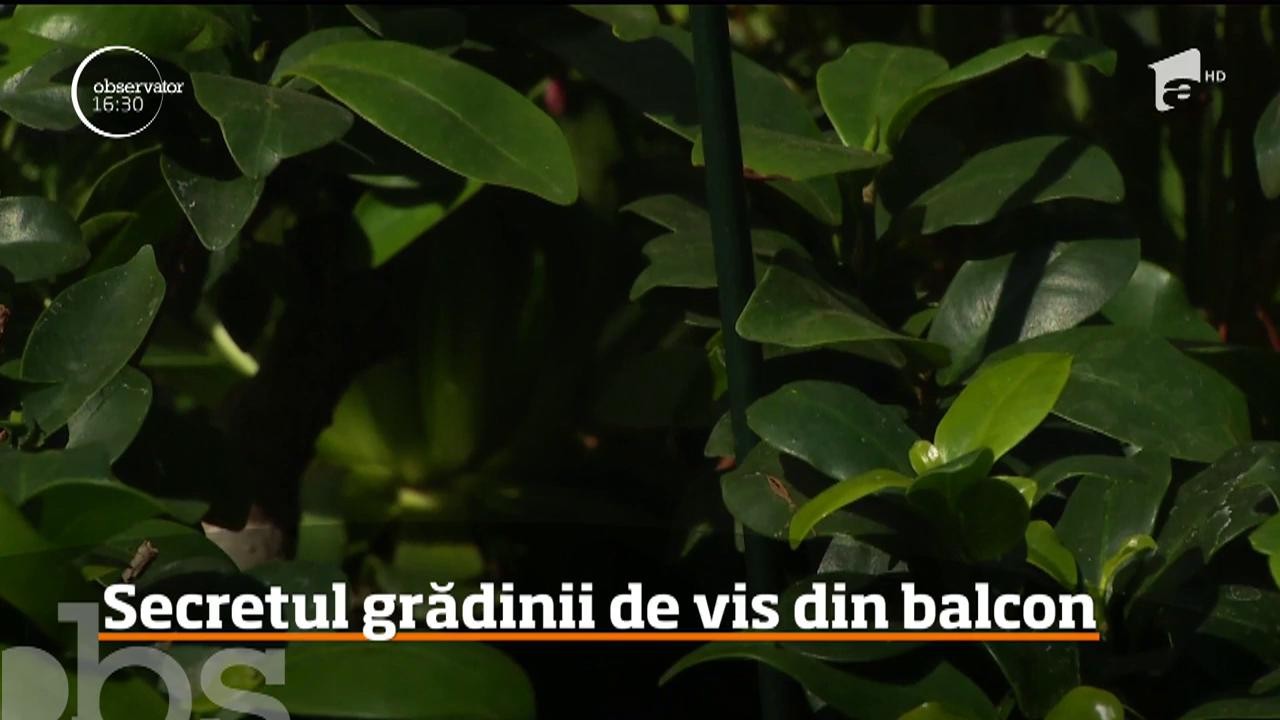 Luna mai este perioada anului &icirc;n care rom&acirc;nii &icirc;ndrăgostiţi de flori &icirc;şi transformă balcoanele &icirc;n grădini &icirc;n miniatură!