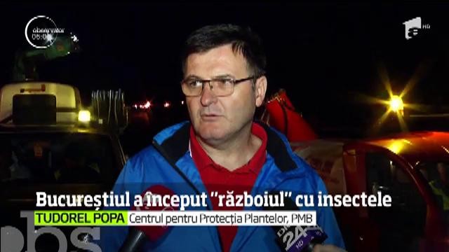 Primăria Capitalei a &icirc;nceput seria de tratamente &icirc;mpotriva insectelor