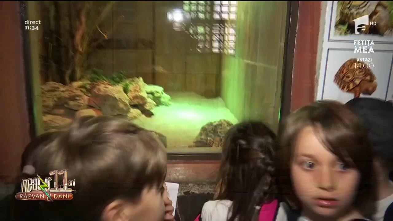 Neatza cu Răzvan și Dani. Care sunt secretele celor mai voiase țestoase de la zoo