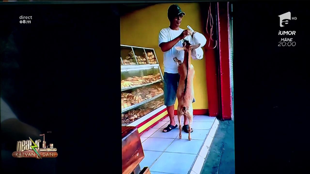 Neatza cu Răzvan și Dani. Smiley News: Și-a scos capra la o plimbare cu motorul!