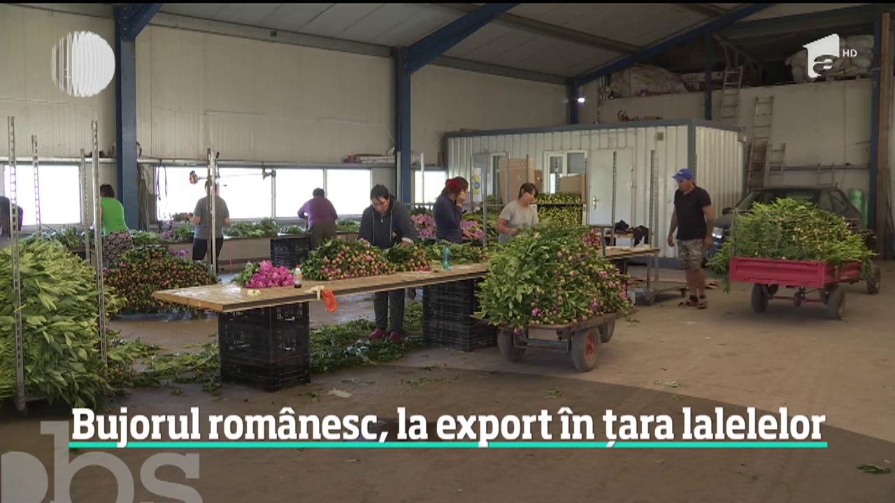 Bujorul rom&acirc;nesc face senzaţie &icirc;n ţara lalelor, unde preţul unei flori licitate la bursă sare de un euro