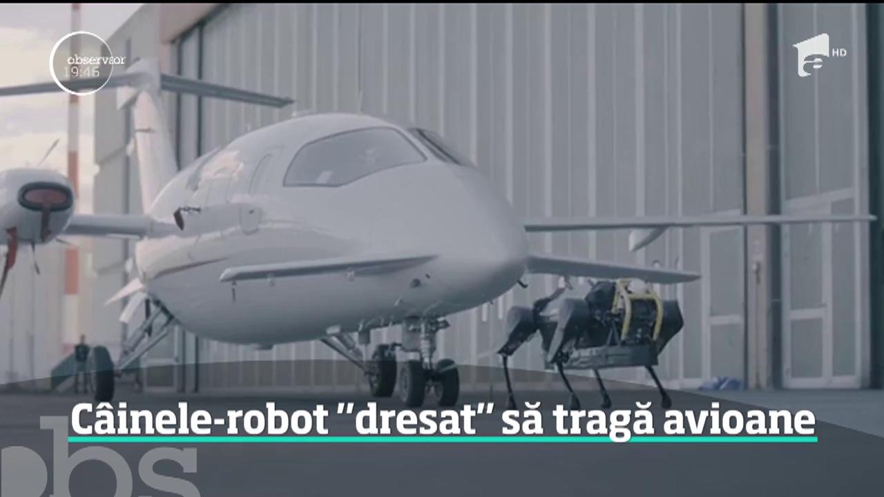 Un robot &icirc;n formă de patruped a reuşit o performanţă uluitoare. A tras un avion de trei tone pe o distanţă de aproape zece metri