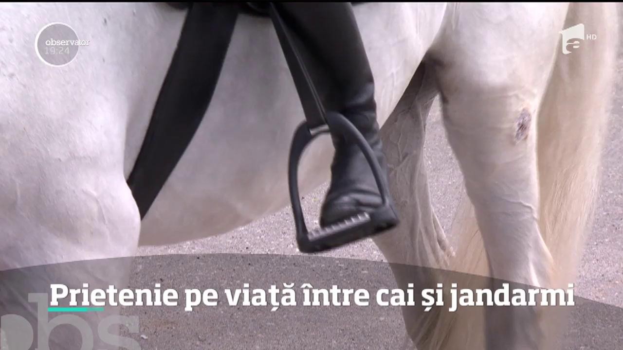 Caii jandarmeriei sunt &icirc;nvăţaţi să nu se sperie de focurile de armă sau chiar să treacă prin foc