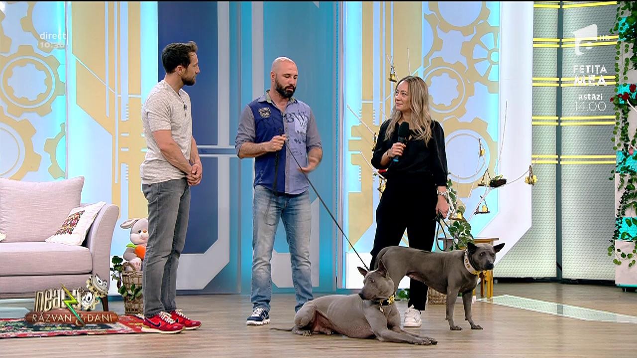 Ridgeback thailandez, singurele exemplare din Rom&acirc;nia, &icirc;n platoul Neatza cu Răzvan și Dani!