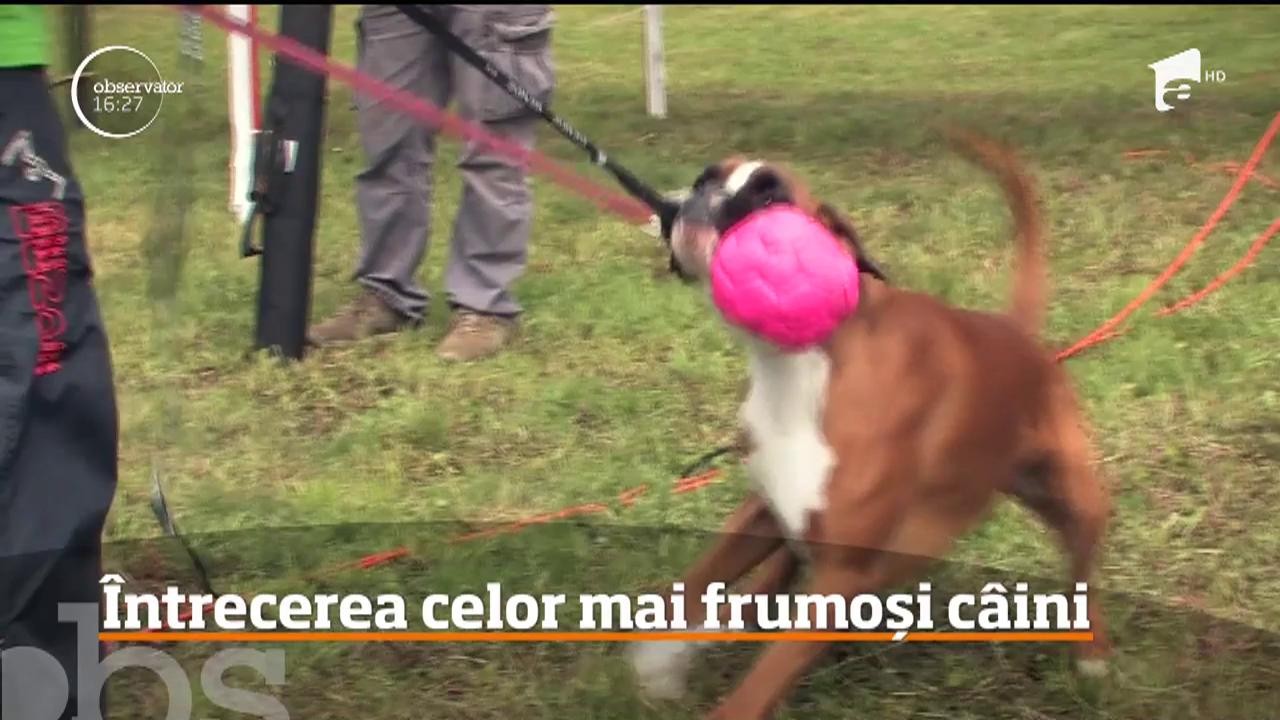 Concurs de frumuseţe dedicat c&acirc;inilor din rasa Boxer, la Oradea