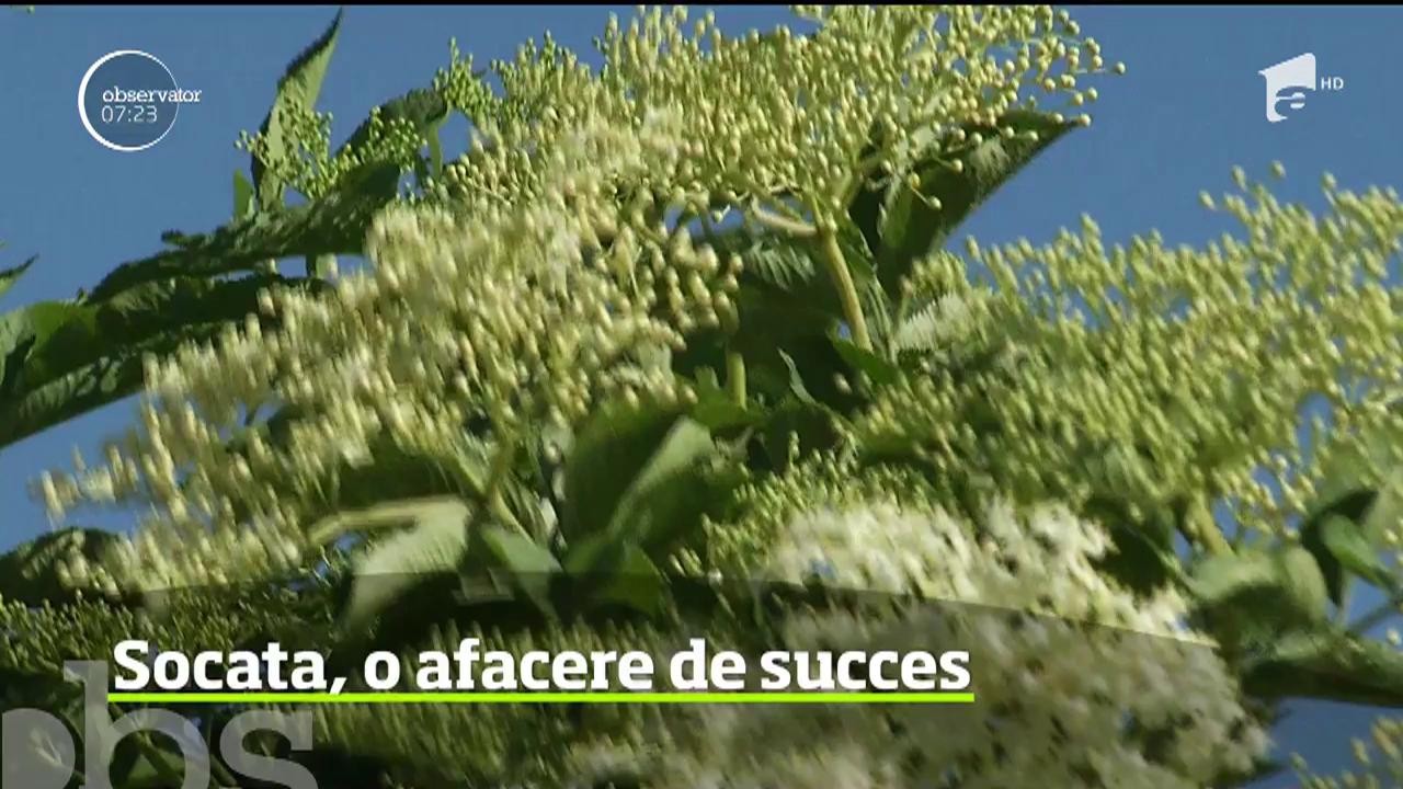 Socata, băutura copilăriei noastre, se poate transforma &icirc;ntr-o afacere de succes. A demonstrat-o un producător din D&acirc;mboviţa