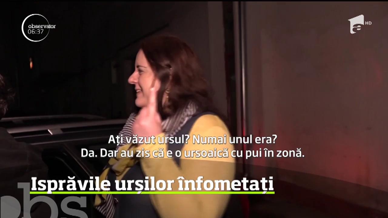 Isprăvile urșilor &icirc;nfometați din Băile Tușnad