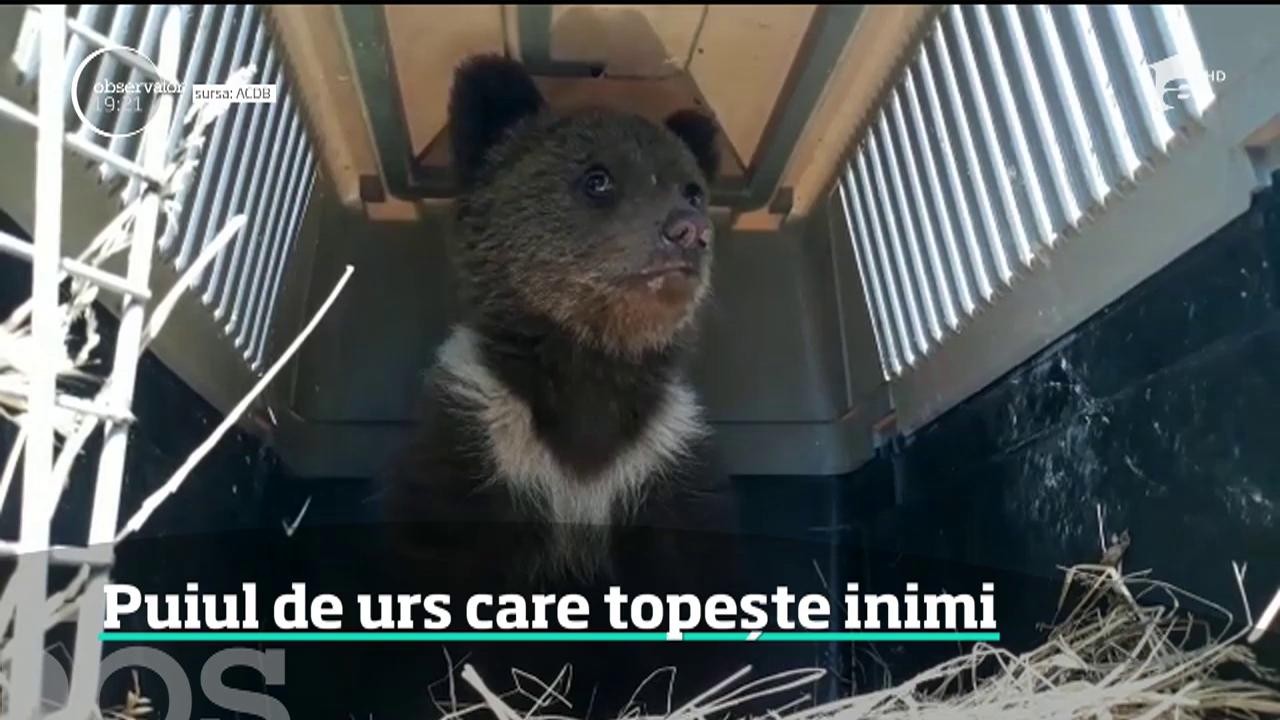 Imaginea unui pui de urs orfan face &icirc;nconjurul Rom&acirc;niei. Singur &icirc;ntr-un colţ al cuştii, cu un ursuleţ de pluş &icirc;n braţe, a topit sute de inimi