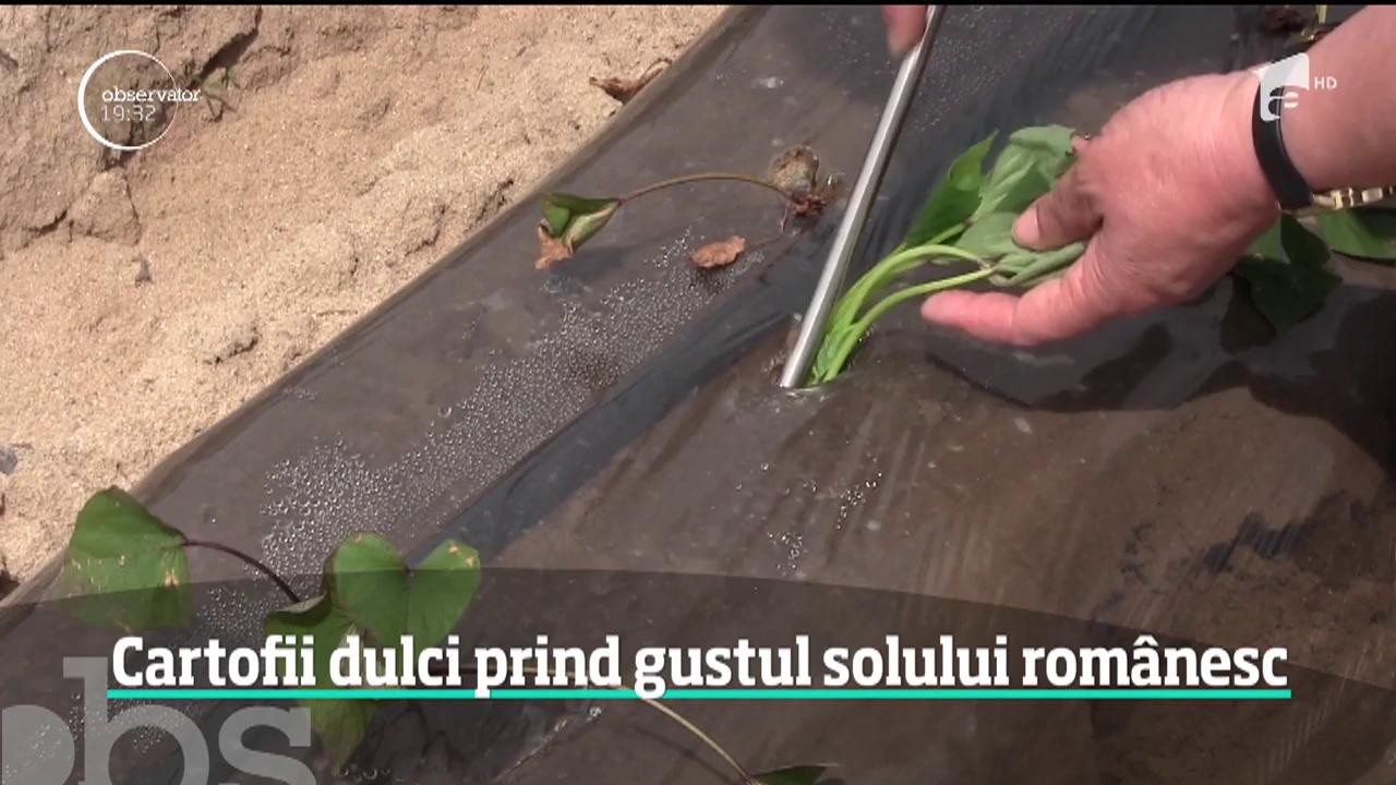 Cartofii dulci prind gustul solului rom&acirc;nesc