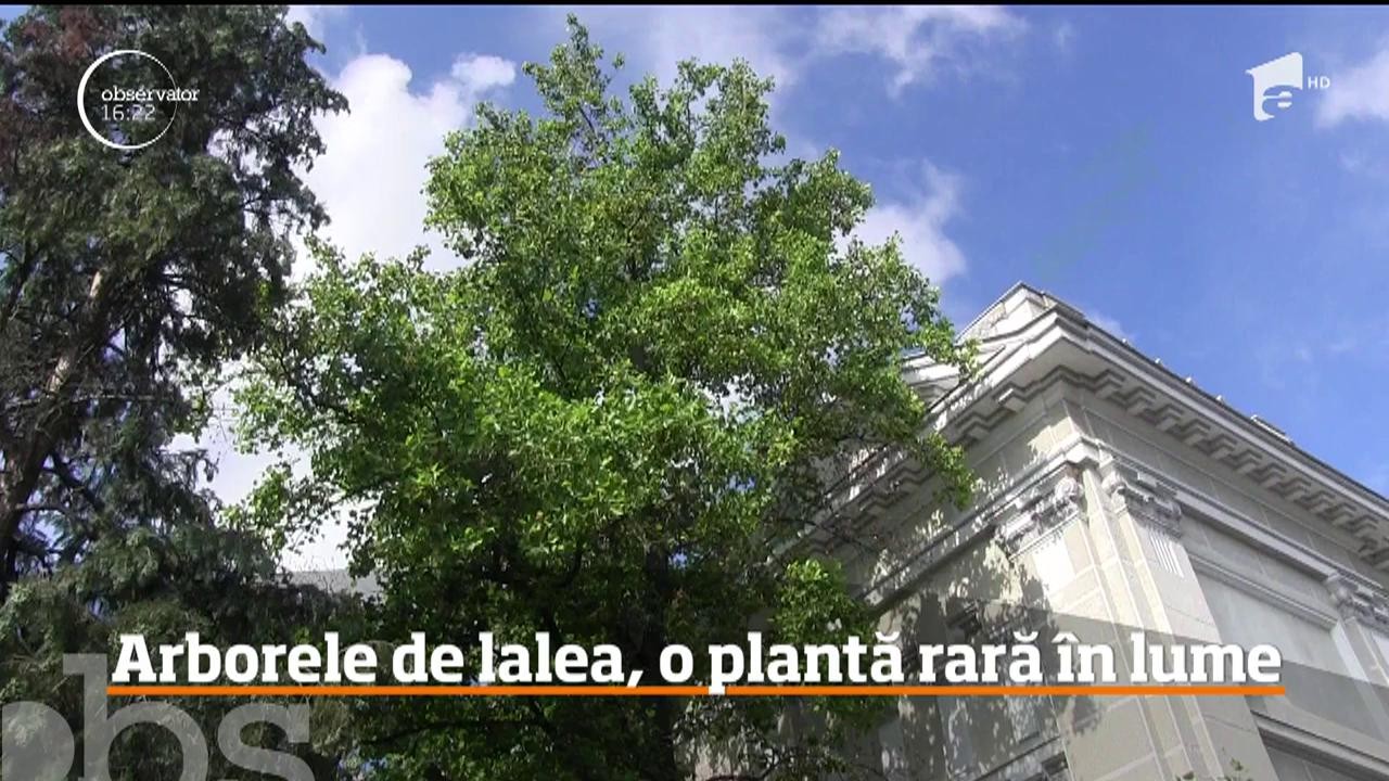 Arborele de lalea, o plantă rară &icirc;n lume