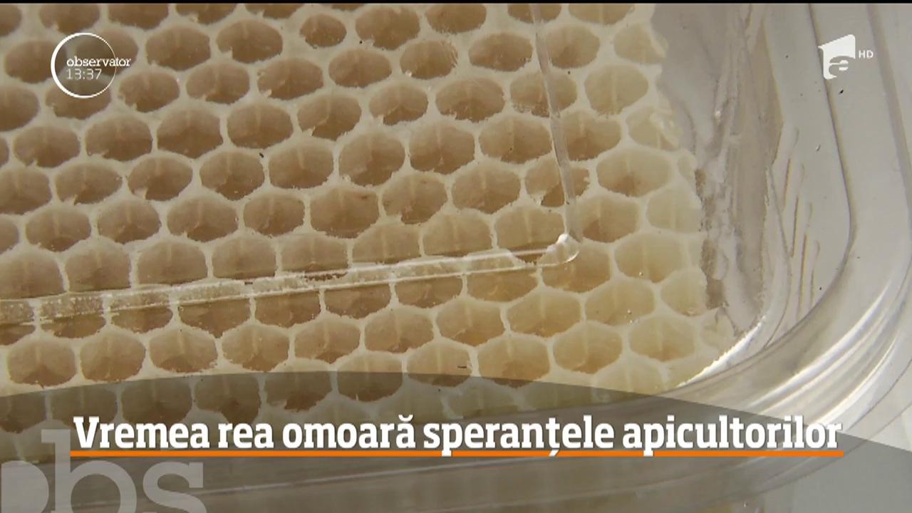 Vremea rea din această primăvară omoară albinele şi le dă mari bătăi de cap apicultorilor, care vor &icirc;nregistra pierderi foarte mari