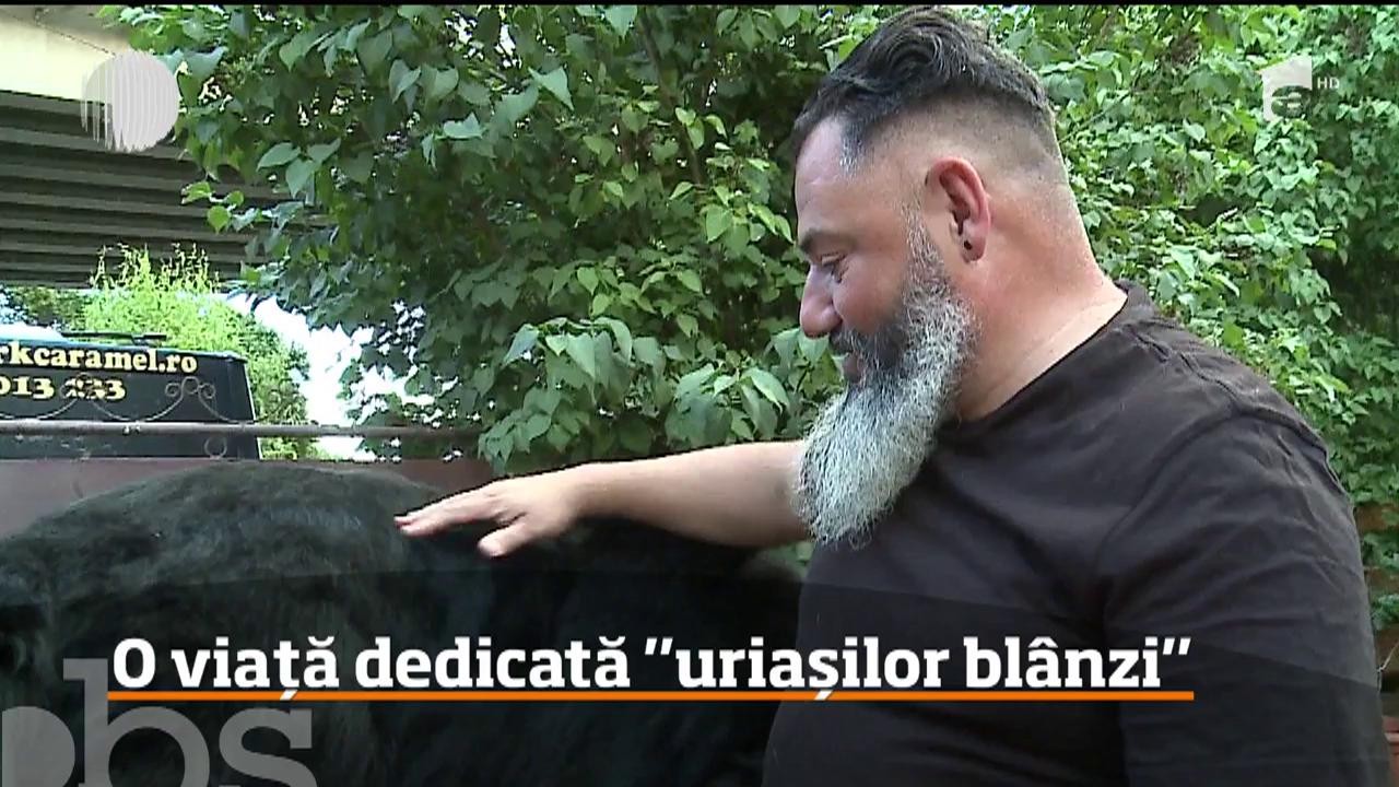 C&acirc;inii din rasa Terranova sau "Uriaşii bl&acirc;nzi", aşa cum mai sunt numiţi, sunt pasiunea vieţii unui mureşean! Bărbatul şi-a dedicat viaţa creşterii şi &icirc;ngrijirii lor