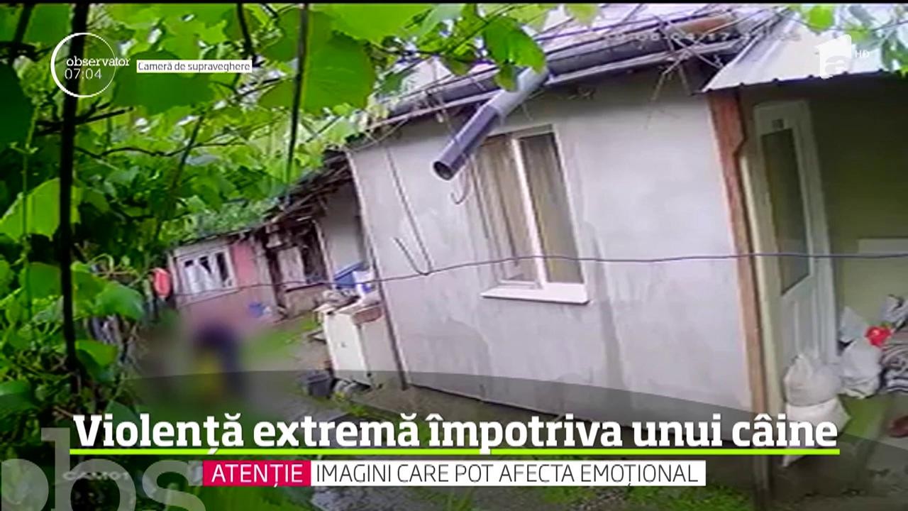 Scene greu de descris &icirc;n cuvinte au fost surprinse de camerele de supraveghere din gospodăria unui bărbat din Cleja, judeţul Bacău