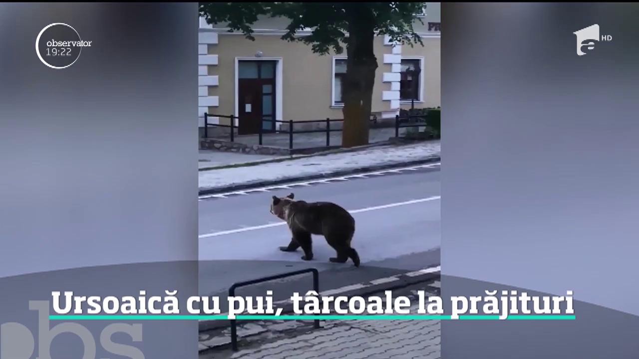 O cofetărie din Băile Tuşnad a devenit centru de atracţie pentru urşii din zonă