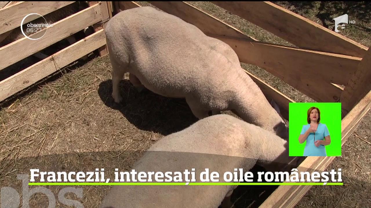 Francezii, interesați de oile rom&acirc;nești