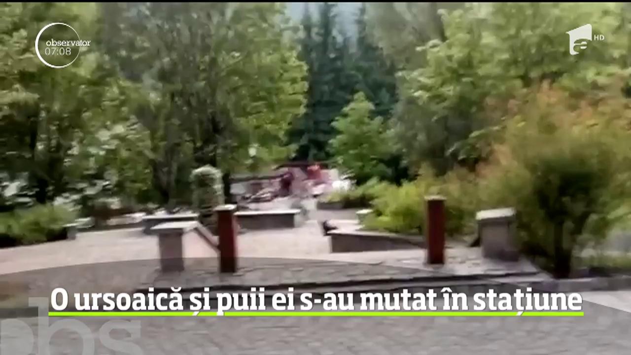 O ursoaică cu trei pui pare că s-a mutat din pădure &icirc;n staţiunea Băile Tuşnad