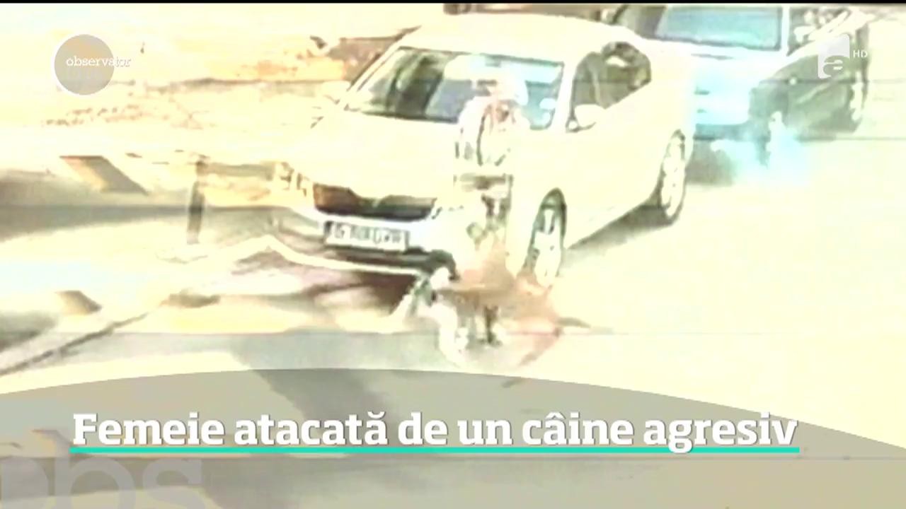 Scene de groază! O femeie şi c&acirc;inele său, atacaţi de un c&acirc;ine de luptă. Animalul a &icirc;ncercat să mai atace și un copil