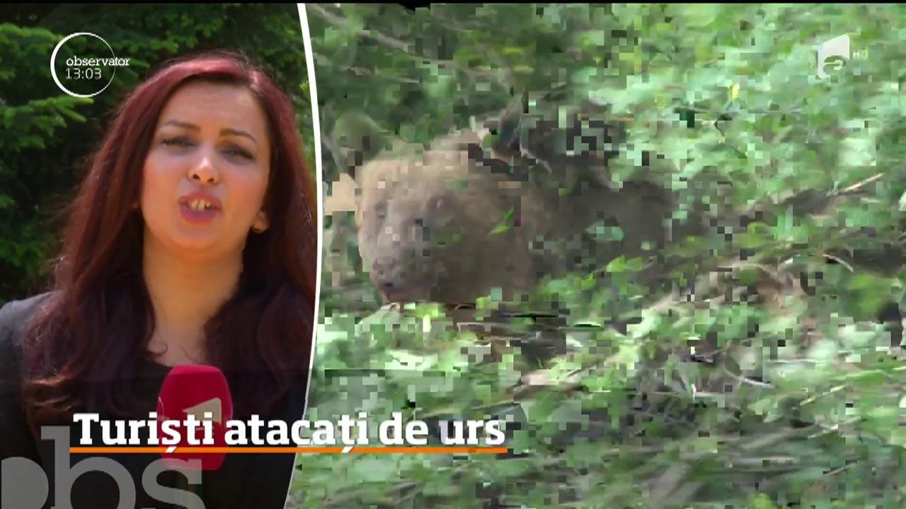 Turiști atacați de urs, l&acirc;ngă Lacul Sf&acirc;nta Ana