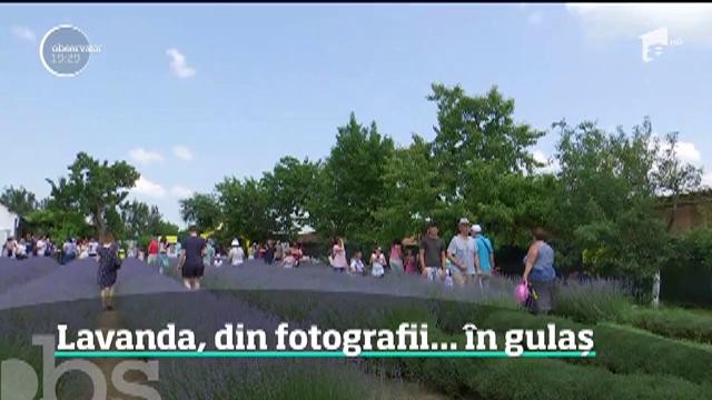Afacere de succes. Lavanda, din fotografii... &icirc;n gulaș