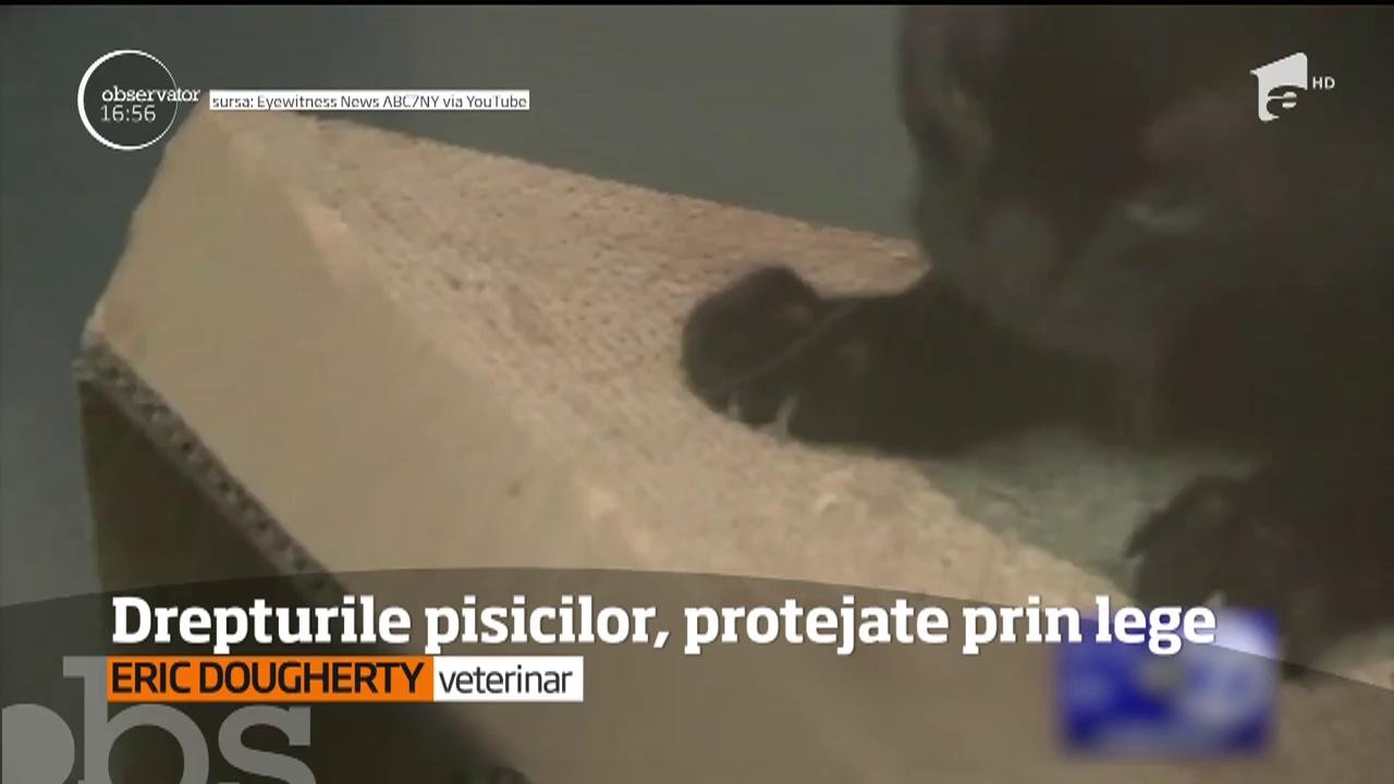 Tăierea ghearelor la pisici ar putea fi interzisă &icirc;n New York