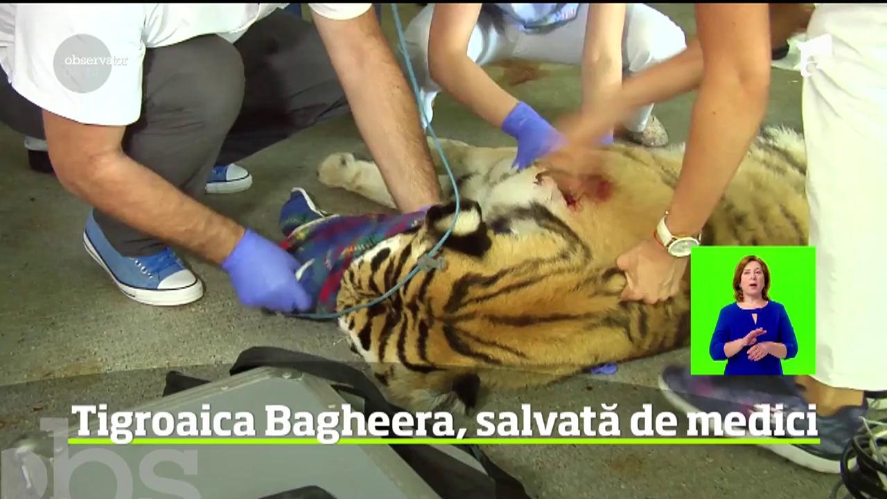 Misiune de salvare contracronometru la Grădina Zoologică din Galaţi, după ce tigroaica Bagheera s-a &icirc;mbolnăvit