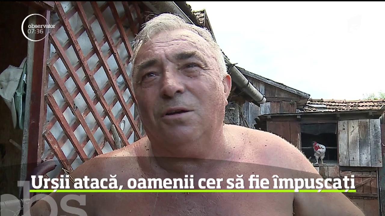 S-au &icirc;nmulţit peste măsură urşii &icirc;n Mureş, iar pagubele făcute de animale sunt uriaşe