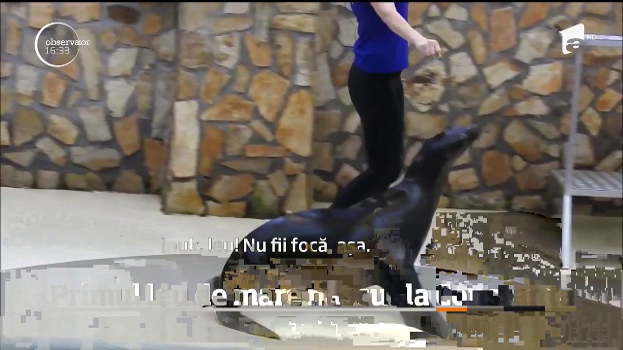 Primul leu de mare născut &icirc;n Delfinariul din Constanţa