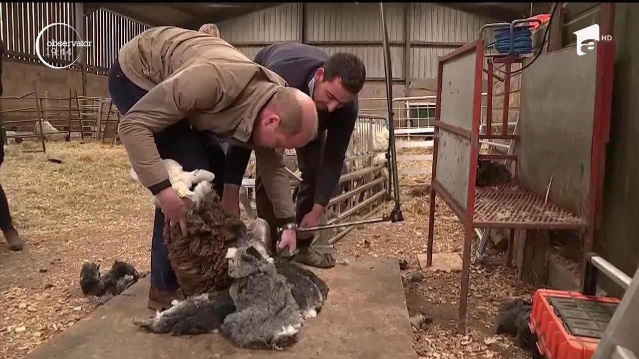 Prinţul William şi ducesa Kate, fermieri pentru o zi. Cei doi au fost filmați &icirc;n timp ce au tuns şi chiar au muls oi