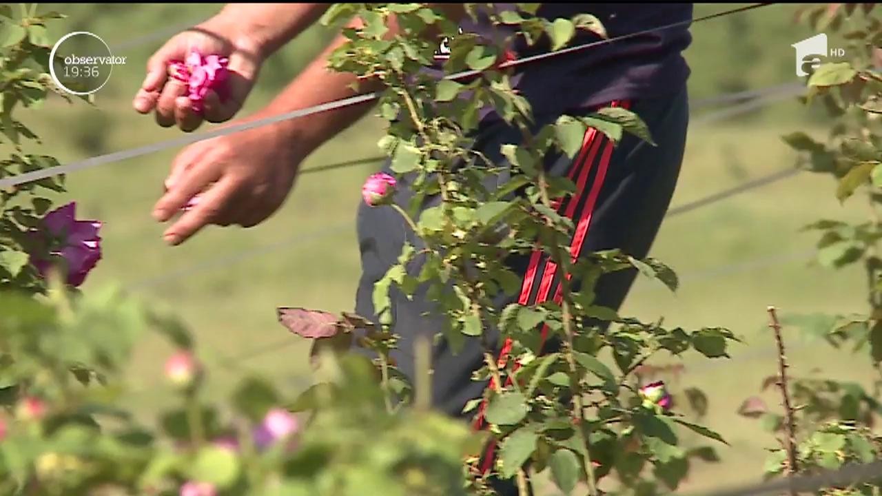 Afacere profitabilă cu parfum de trandafiri. Cu reţeta potrivită, din &icirc;ndrăgita floare pot ieşi delicatese inedite