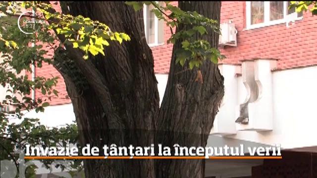 Invazie de ț&acirc;nțari la &icirc;nceputul verii