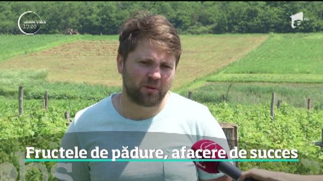 Fructele de pădure, afacere de succes. A investit 1.500 de euro și a c&acirc;știgat 15.000 de euro, pe an