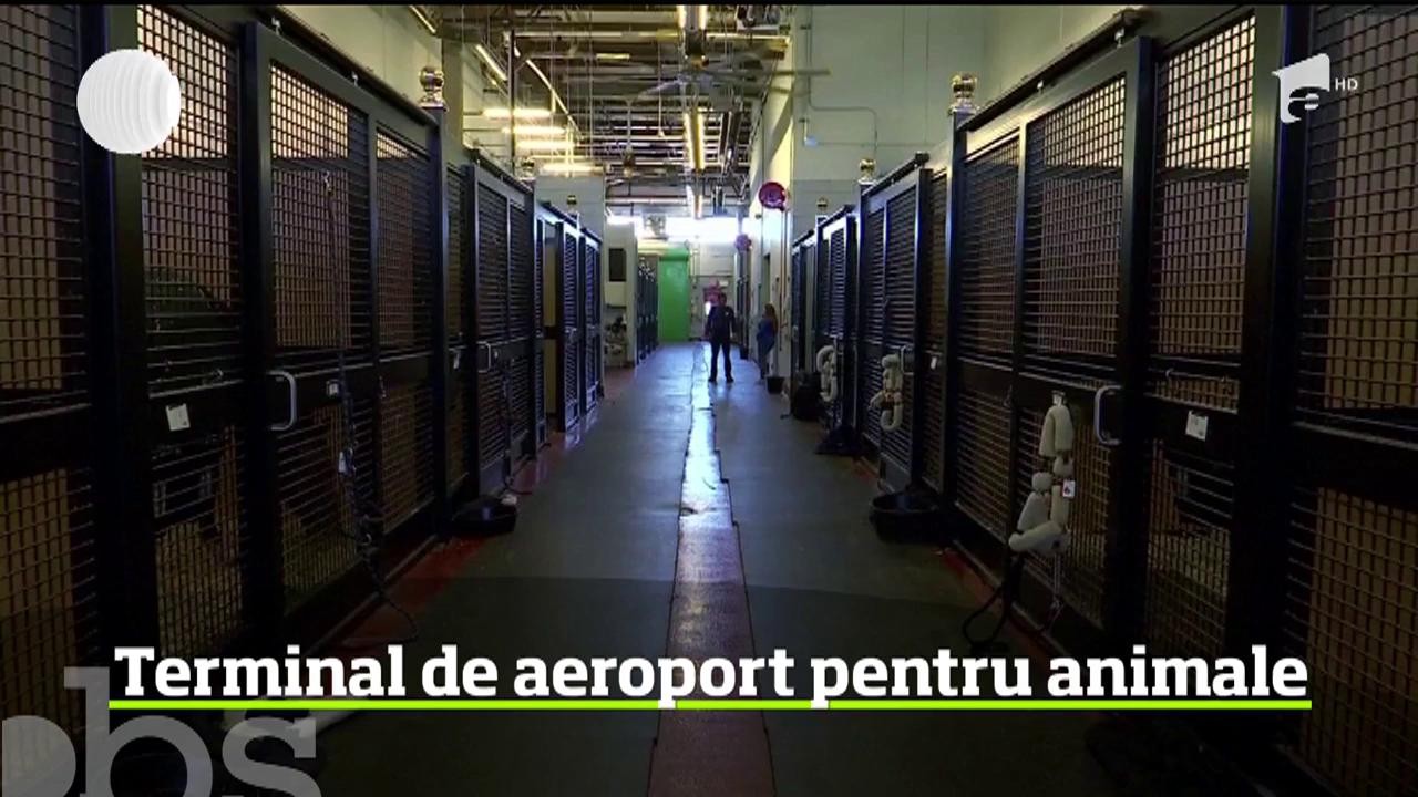 Singurul terminal din lume destinat &icirc;n exclusivitate animalelor, pe aeroportul John Kennedy din New York